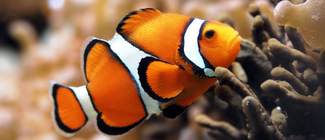 免费cc攻击测试