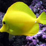 网站攻击软件工具