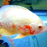 手机攻击器APP下载