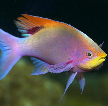 手机攻击器APP下载